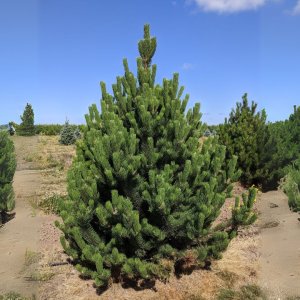 Borovica čierna (Pinus nigra) ´OREGON GREEN´ – výška: 270-300 cm, kont. C110L